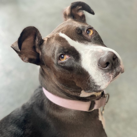 Meet your Posher, Rachel - Picture 1 of 1